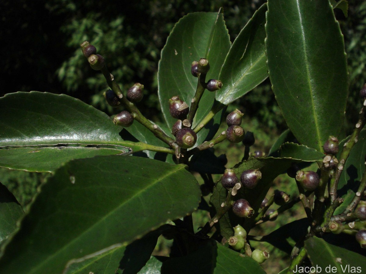 Symplocos acuminata (Blume) Miq.